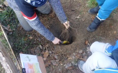 Plantation d’une haie à la Fourmilière !