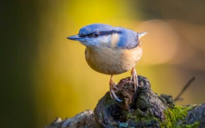 Les parents en forêt : sortie Oiseaux et atelier poésie !